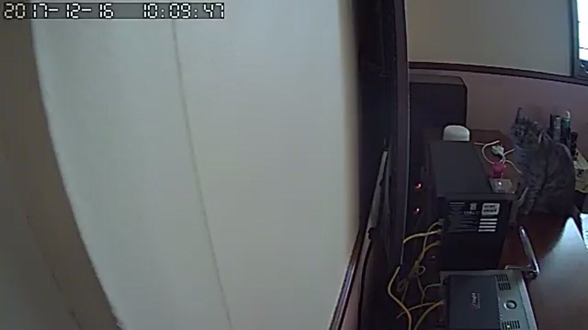 imdyanak's tweet photo. my cat found out that we we're stalking him via a security camera https://t.co/b2N27sGsCK