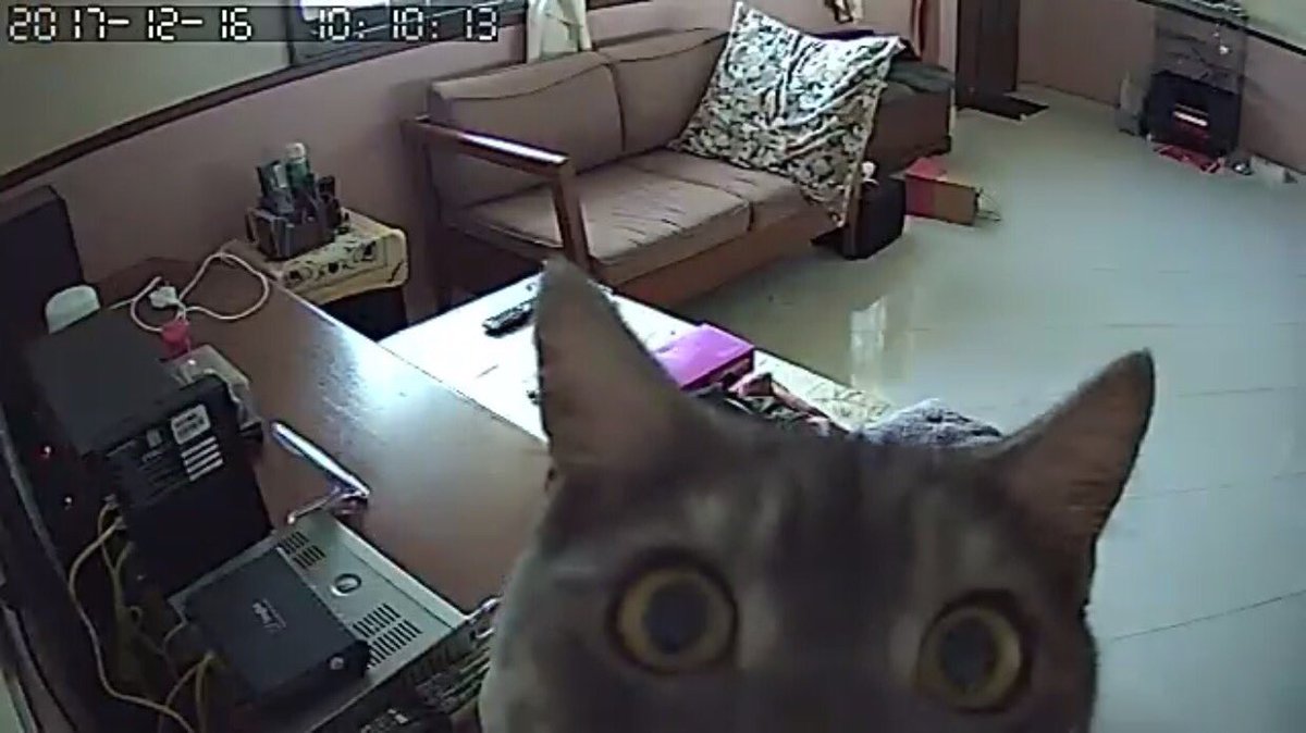 imdyanak's tweet photo. my cat found out that we we're stalking him via a security camera https://t.co/b2N27sGsCK