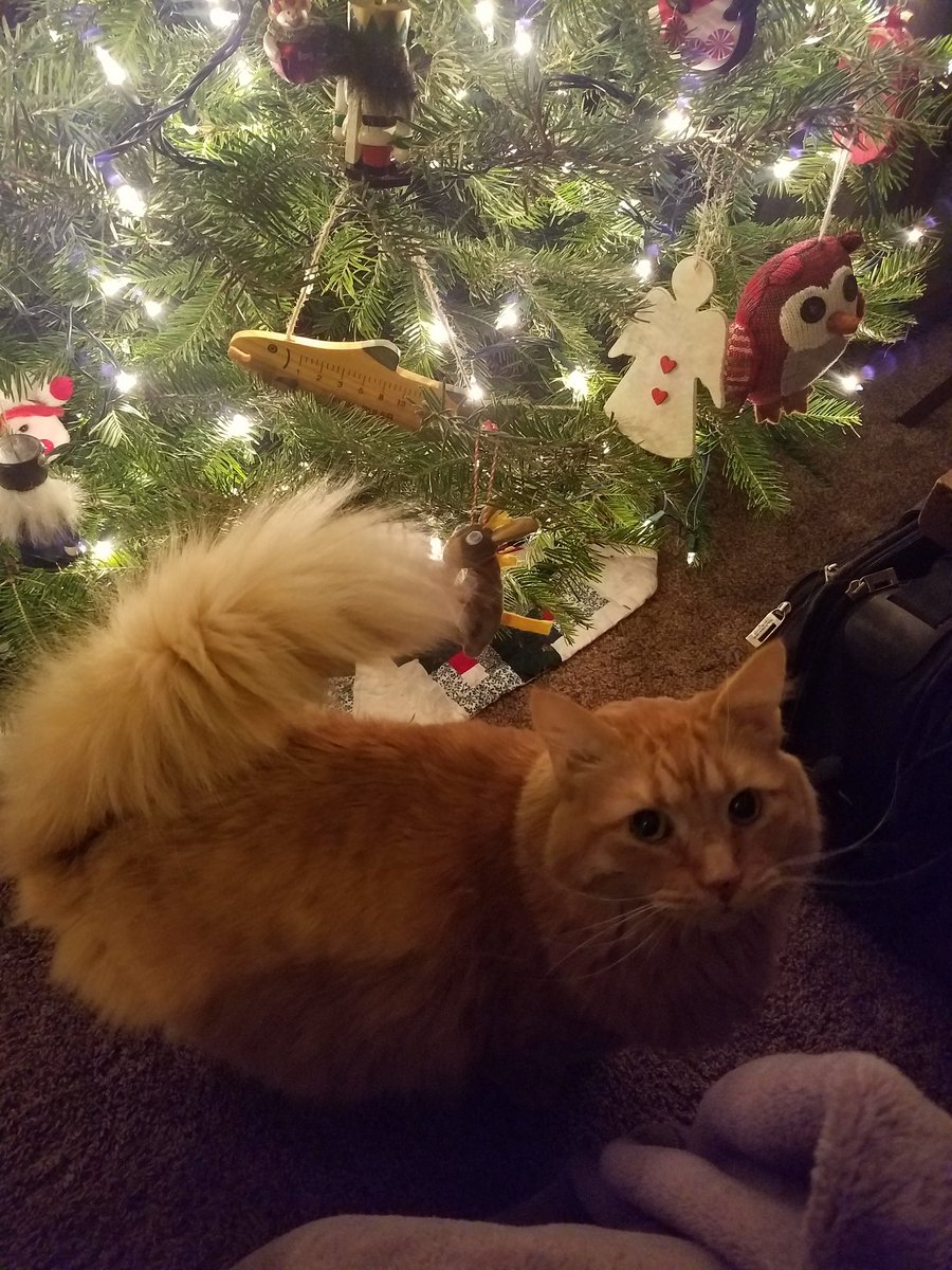 RonAndrews123's tweet photo. #IHXHolidayFun Christmas cat! https://t.co/patcb4Y81m
