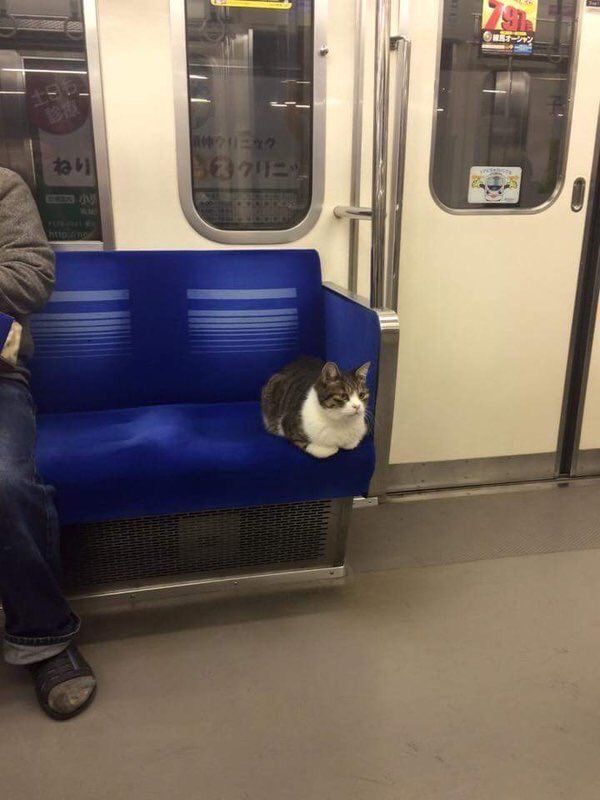 StumblerTop's tweet image. she took the midnight train going anywhere