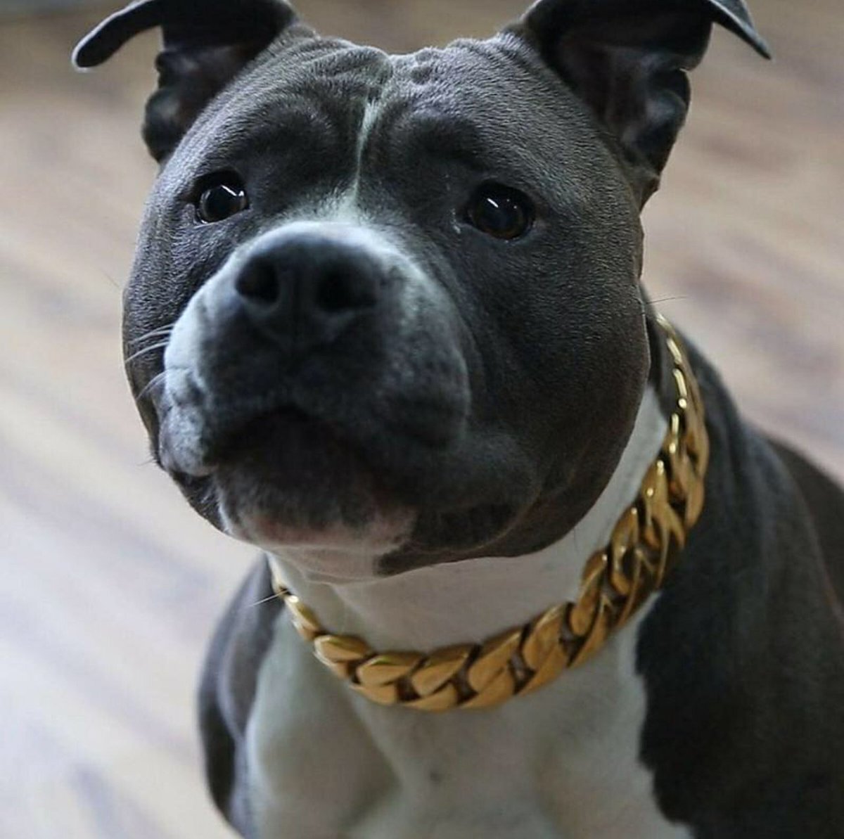 thuglifepapi's tweet photo. Dog Flexing His Gold Chain. https://t.co/KSx7UvBN1e