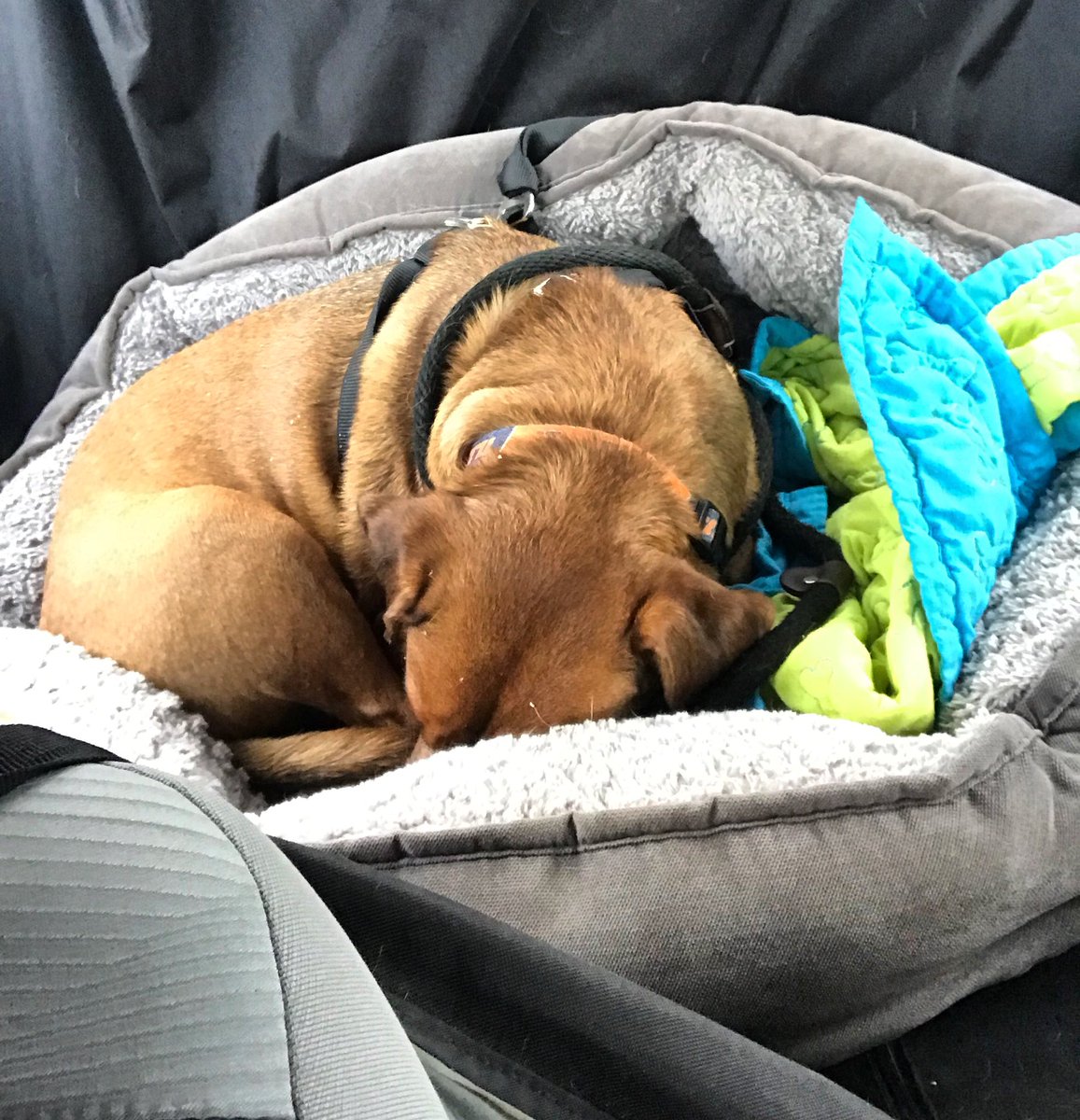 Dogtor of Philosophy tweet media