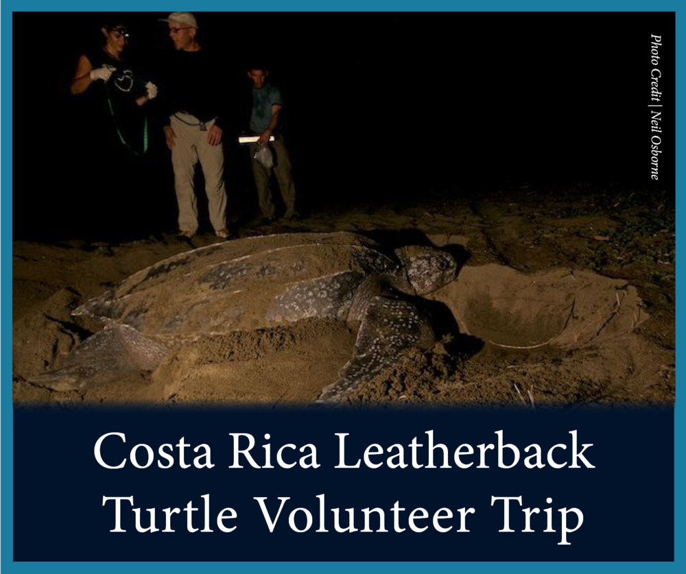 SEEturtles's tweet photo. Our sea turtle volunteer vacations are a unique way to travel and give back to conservation https://t.co/dUce8j3YIs https://t.co/8JgQXZY8v7