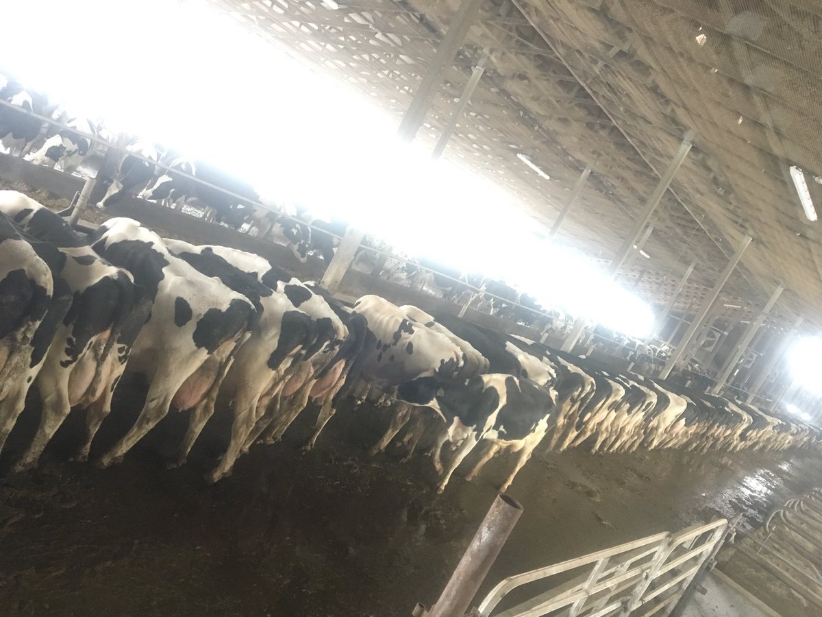 TinaV049's tweet photo. Barns looking a little full at breakfast 🤔#expansiontime? https://t.co/pYZ54Y4zUF