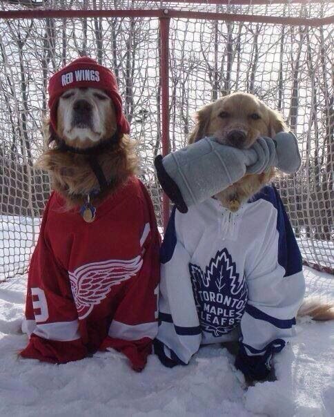 maple leafs dog jersey