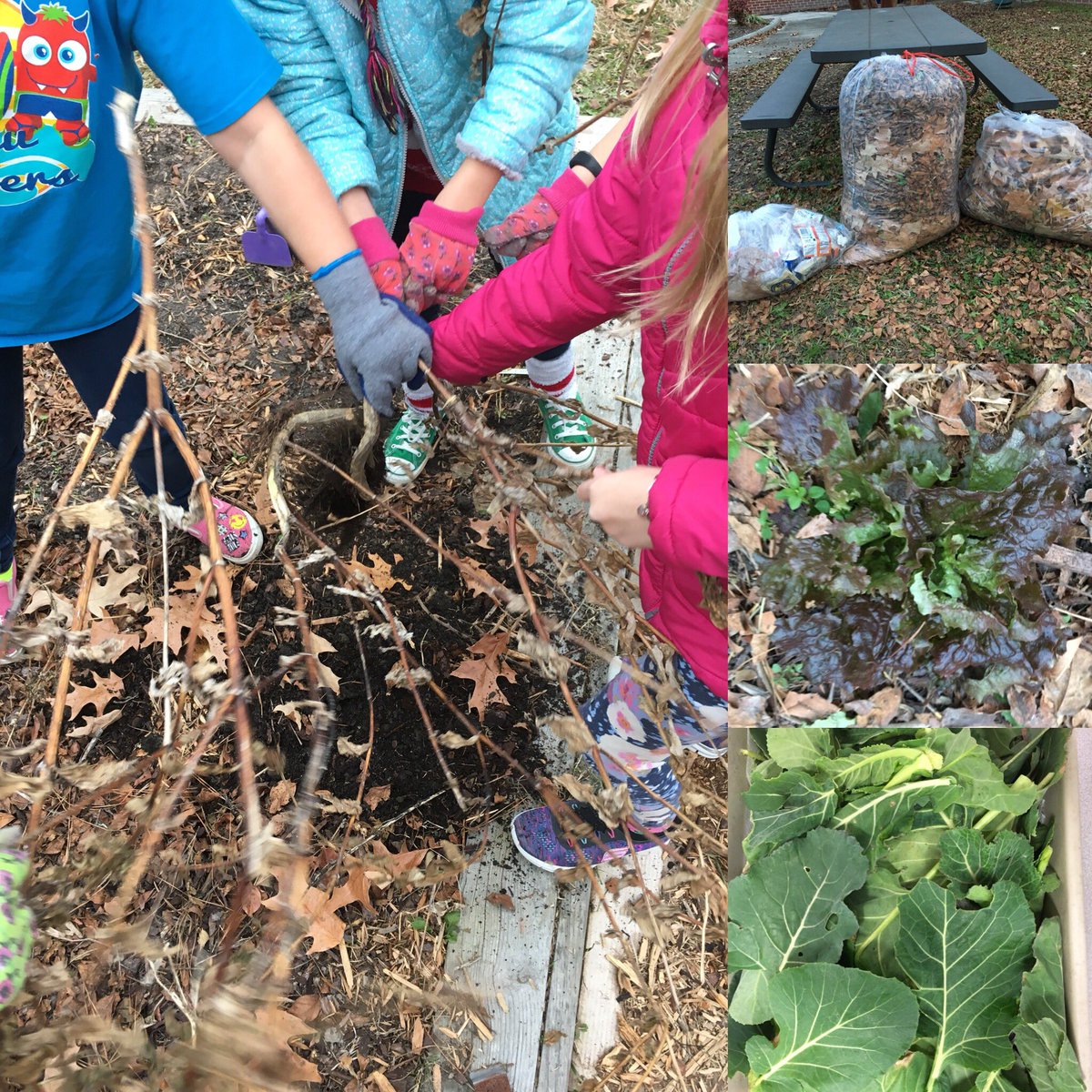 justinerhea13's tweet photo. Our young 2nd and 3rd grade ecologists “winterizing” the gardens, picking up trash, raking and bagging leaves, and harvesting collards! Red leaf lettuce still going strong! #MalibuAmazing https://t.co/WCDNrKG1jE