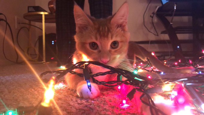 Here's pictures of my kitten playing in Christmas lights if you're having a bad day https://t.co/nei