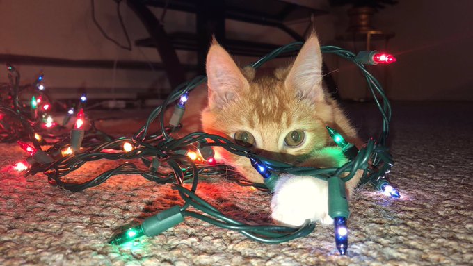 Here's pictures of my kitten playing in Christmas lights if you're having a bad day https://t.co/nei