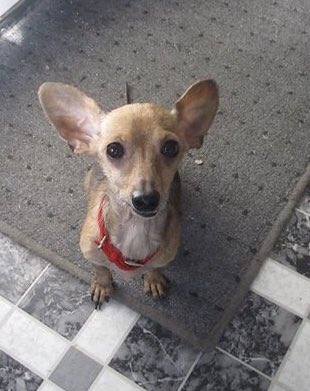 FeralCompanion's tweet photo. Meet Papito, our newest intake via our Itsy Bitsy Companions program! Thanks to @A4A_org for awarding us a grant to save small feral, shy, and special needs pups! #TFCdogs #adoptabitsycompanion https://t.co/HEXh6UPzUv