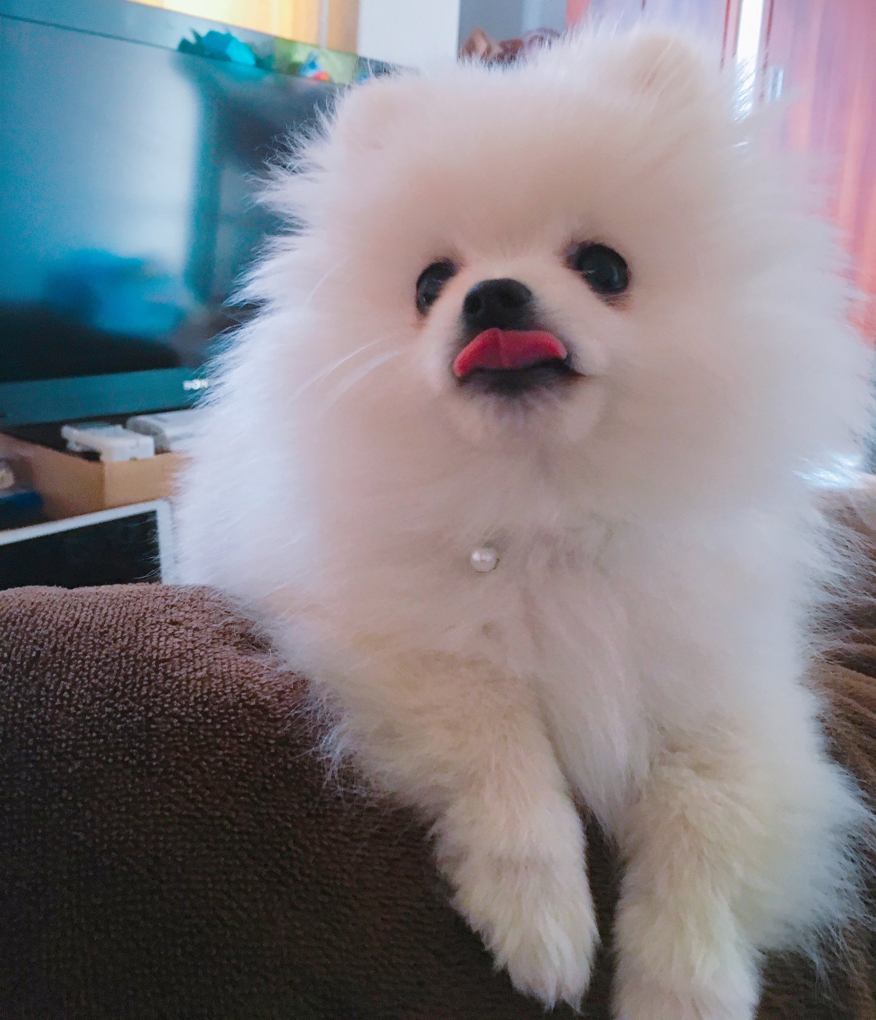 日本産 Pomeranian Mom ママ かわいい ポメラニアン 子犬 犬 飼い主プレゼント パーカー 送料無料 早い者勝ち Diquinsa Com Mx 日本産 Pomeranian Mom ママ かわいい ポメラニアン 子犬 犬 飼い主プレゼント パーカー 送料無料 早い者勝ち Diquinsa Com Mx