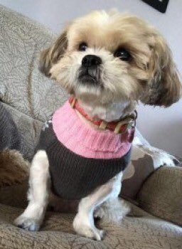 Stolen&Missing Pets tweet media