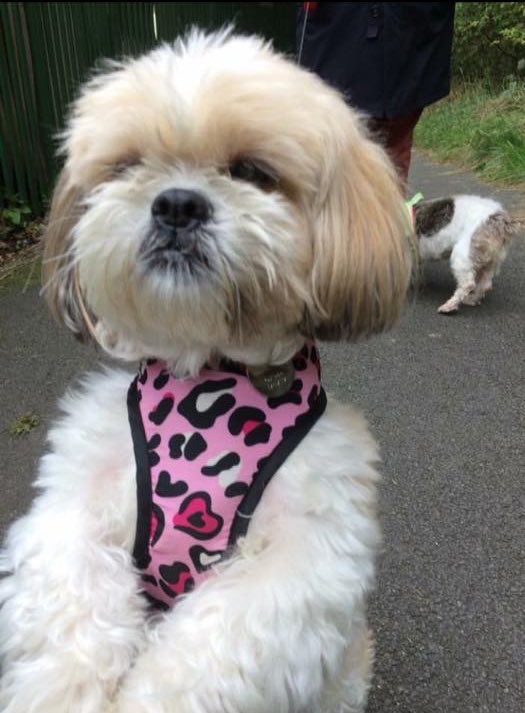 Stolen&Missing Pets tweet media