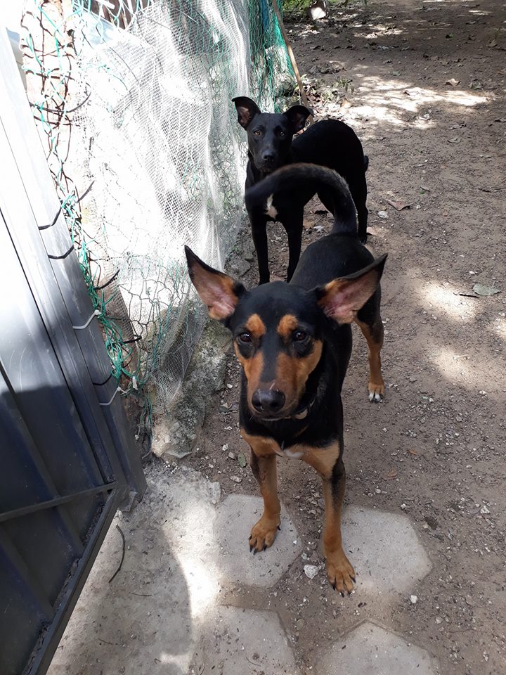 JC_Fundraising's tweet photo. #JCF #JCFMexico #Volunteers day at #PuertoMorelos #Cause4Paws @JadenCornelious https://t.co/mKaOMb5rlV