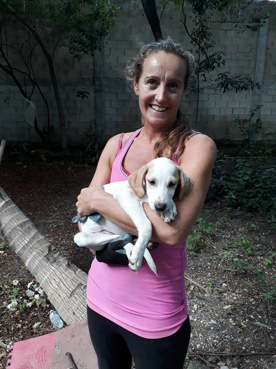 JC_Fundraising's tweet photo. #JCF #JCFMexico #Volunteers day at #PuertoMorelos #Cause4Paws @JadenCornelious https://t.co/mKaOMb5rlV