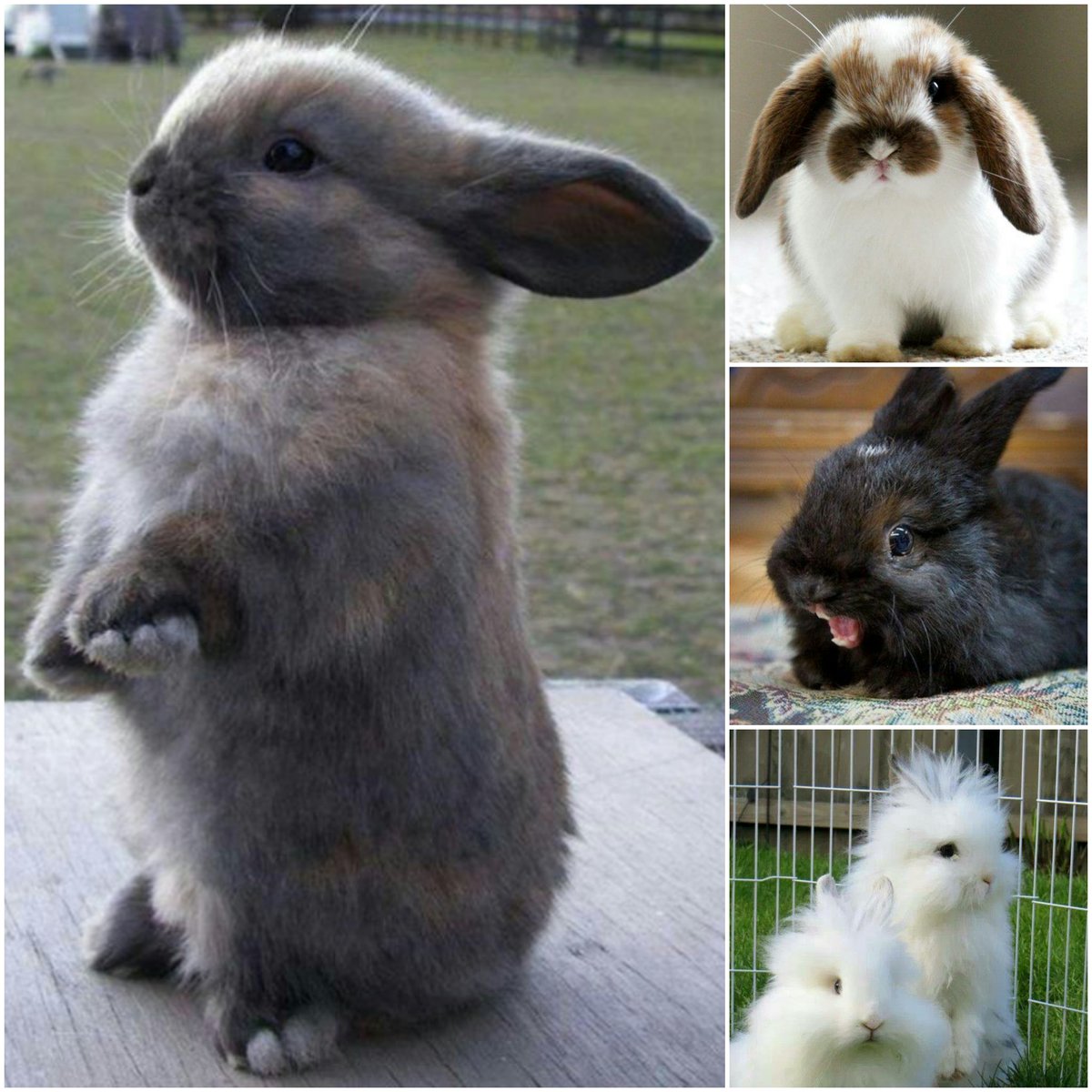 OffbeatTalks's tweet photo. #offbeatrabbits
Who doesn’t love some fluffy ball of cuteness? Rabbits are exactly that. But, you know their teeth never stop growing, they stay short because if the wear and tear of chewing.Imagine if they had so long teeth, will you still love them the same way?
#rabbits #bunny https://t.co/3calKBcFft