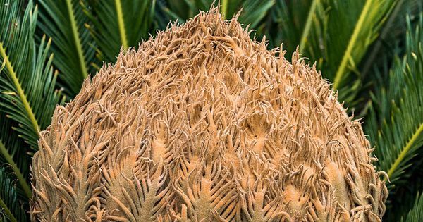 jonyssp37's tweet photo. Just Pinned to Seeds and Nuts: Where Can I Buy CBD Hemp Oil? - flower seeds #nuts #seeds #nutsrecipes #seedsofchange https://t.co/ilafR2iQVb https://t.co/92UEQsZyF6