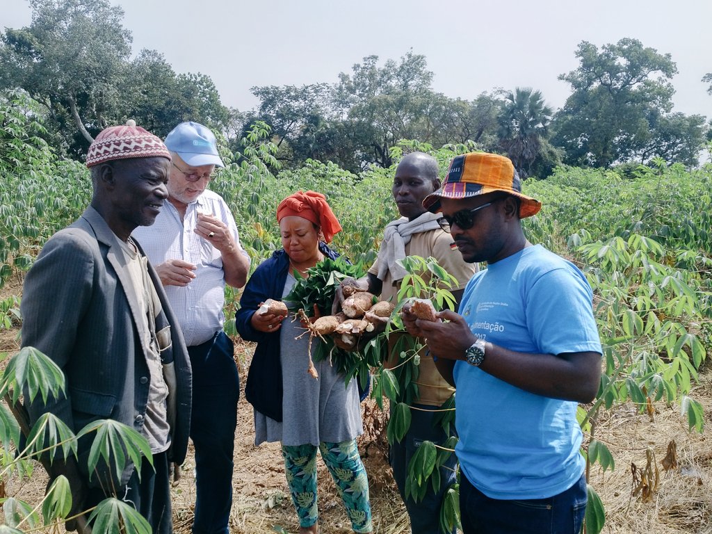 nsanganira's tweet photo. #Pitche #GuineaBissau Cassava also stops #YouthMigration ...
#ZeroHungerGeneration #povertyeradication @FAOWestAfrica @FAOAfrica https://t.co/q80AaffrWQ