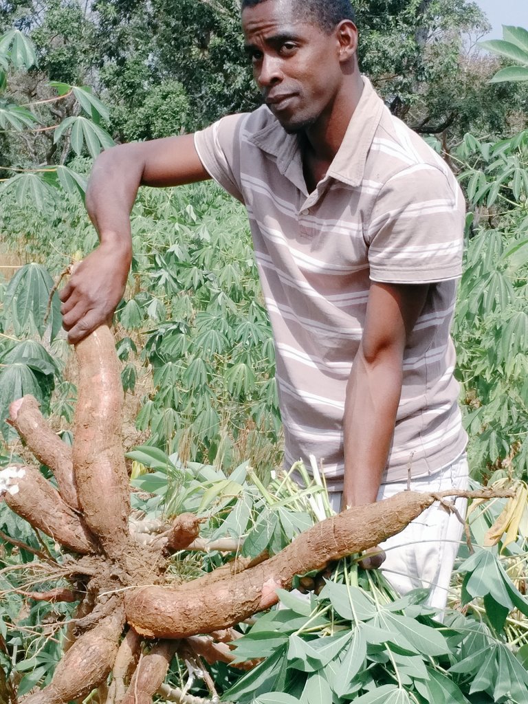nsanganira's tweet photo. #Pitche #GuineaBissau Cassava also stops #YouthMigration ...
#ZeroHungerGeneration #povertyeradication @FAOWestAfrica @FAOAfrica https://t.co/q80AaffrWQ