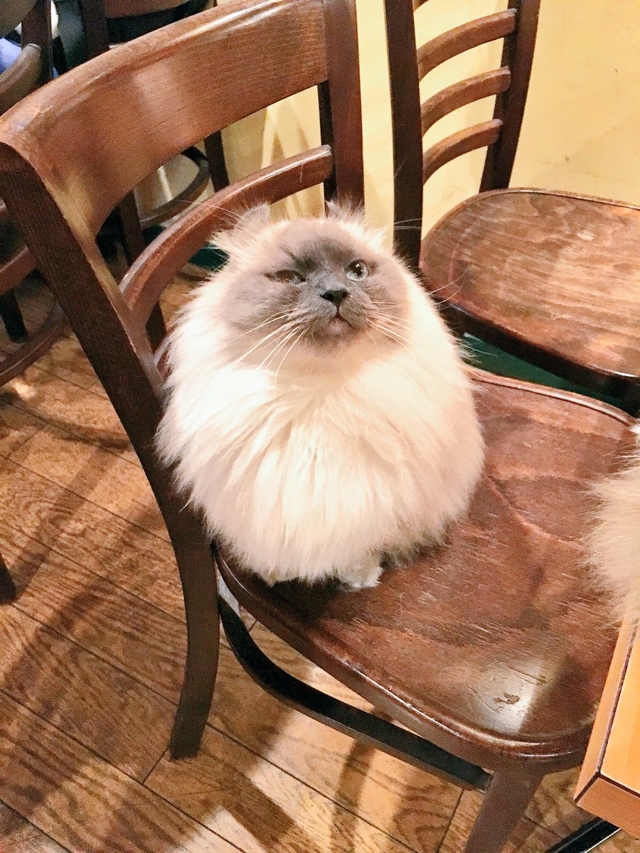 しすい ディーカッツェ 新宿区新宿 日本紅茶協会認定店 毛足の長い 美しい4匹の看板猫たちに出会える喫茶店 非常に人に慣れており 触れるほどの近さで座っても動じません モフモフ アッサムctcでミルクティー ミルクを加えても損なわれない