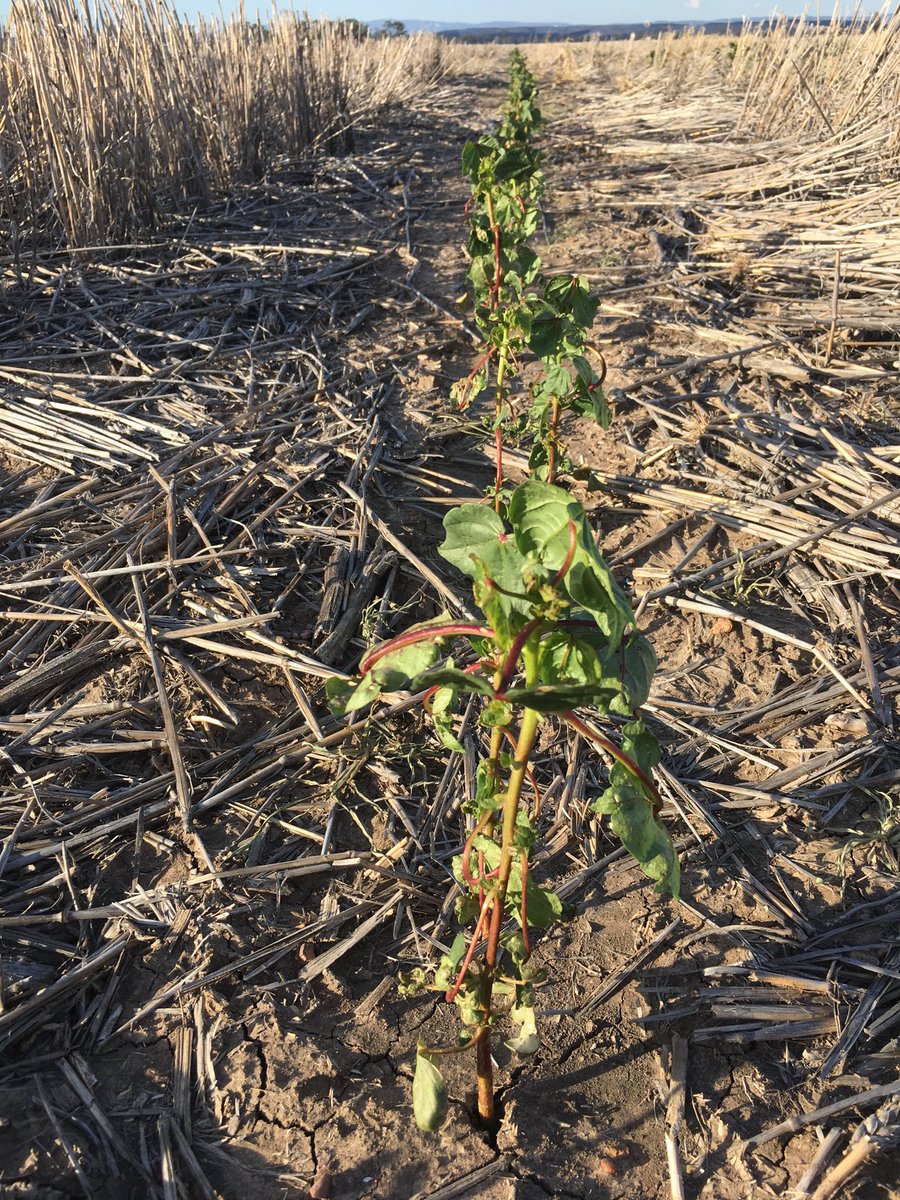 bugs_are_us's tweet photo. Got to love a home goal- think spray operator used a jug that someone had been mixing Starane for spot spraying. Affected entire 60 ha tankload https://t.co/F9Fp7YZYxj