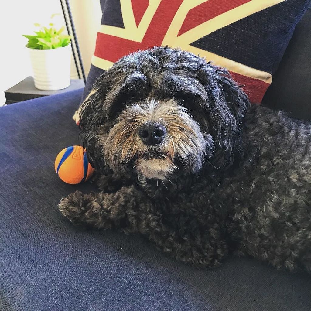 peter_bauld's tweet photo. Don’t take my ball #cavoodle #cavoodlesofinstagram #dog #dogtoys #itsadogslife #cavoodlesofmelbourne 📷 @dl7 https://t.co/P5RwVrNIhI https://t.co/KInt8xPeAu