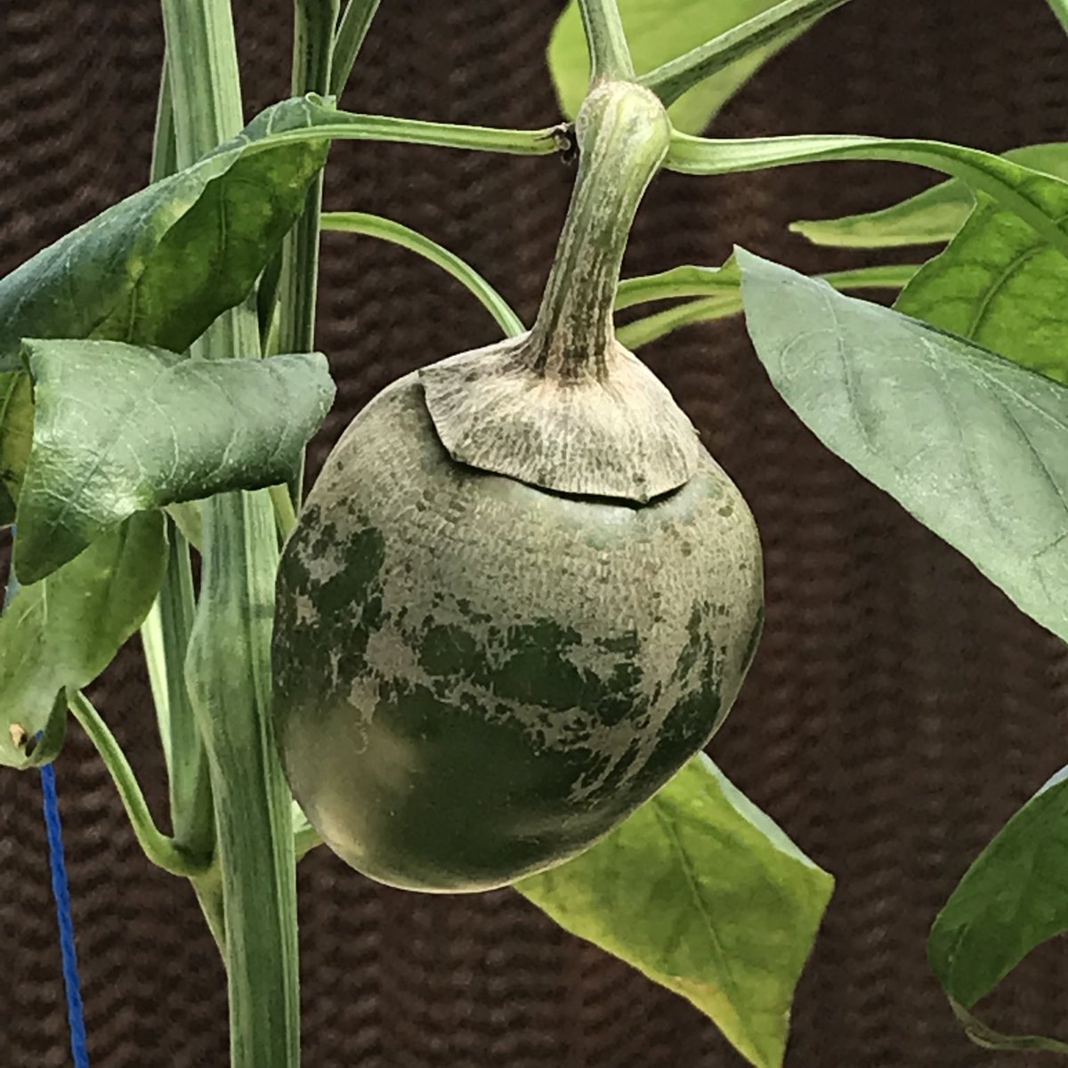 Looks like a coconut, no? #HomeGarden