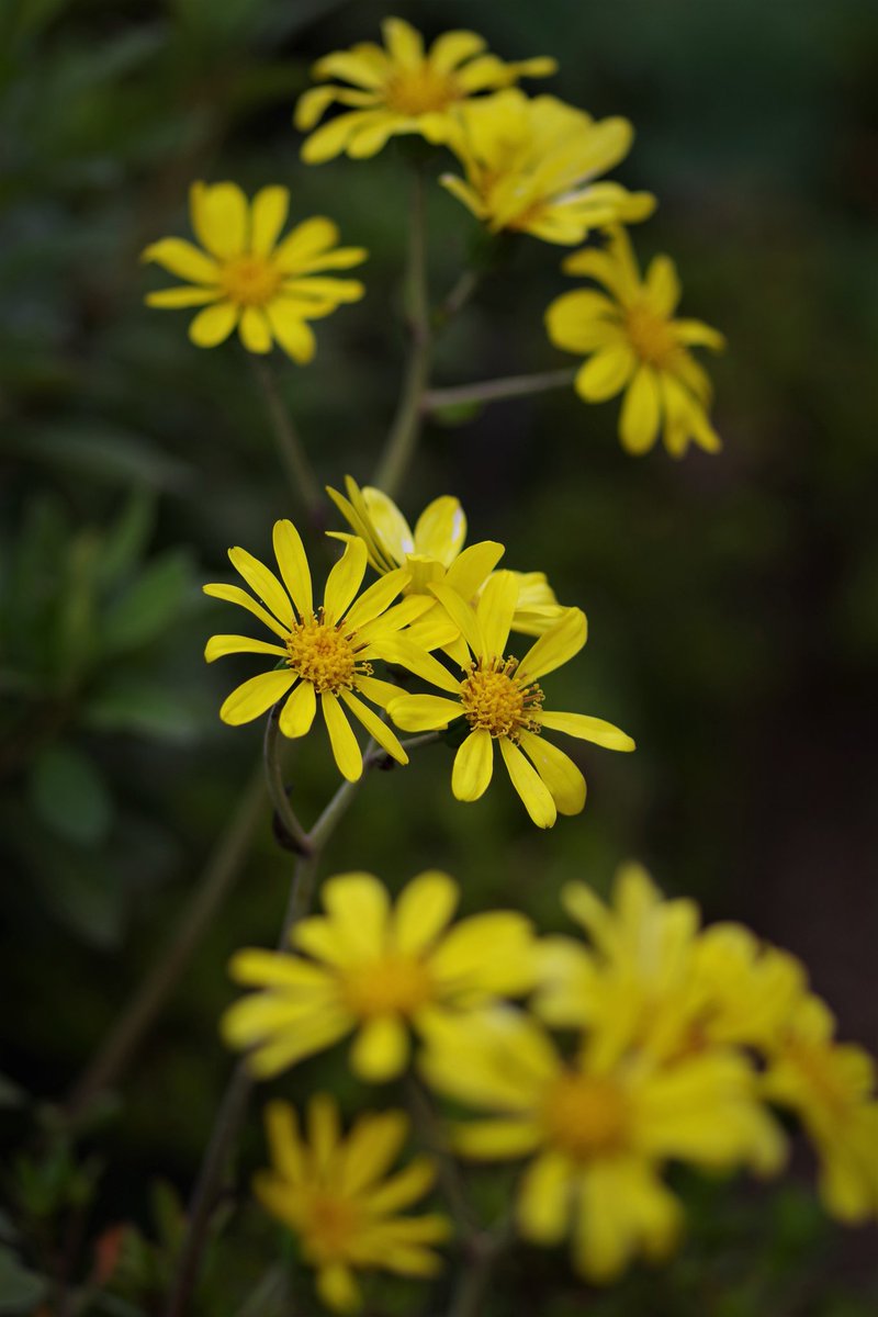 shigeak_ineo's tweet photo. #ペンタックス #k-s2 #単焦点 #100mn #マクロ #この花の名は? #花
#写真好きな人と繋がりたい
#ファインダー越しの私の世界 https://t.co/DXIR4m7nwa