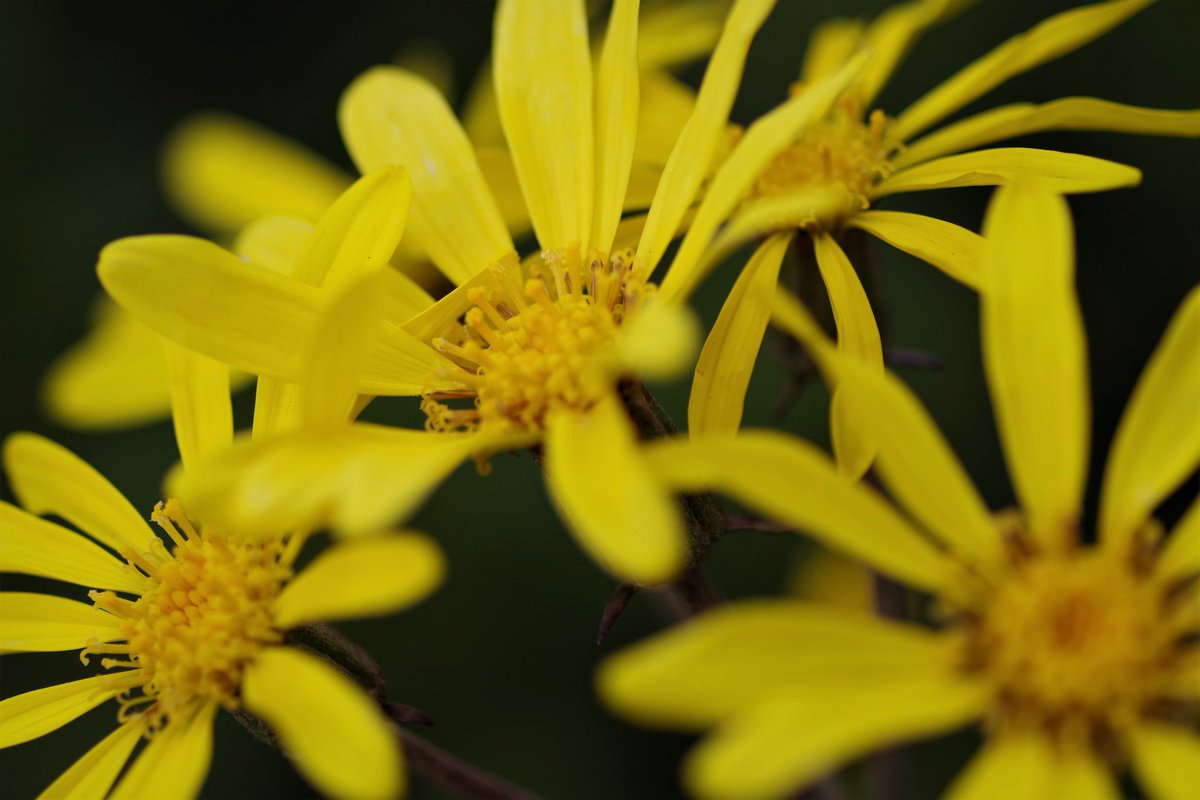 shigeak_ineo's tweet photo. #ペンタックス #k-s2 #単焦点 #100mn #マクロ #この花の名は? #花
#写真好きな人と繋がりたい
#ファインダー越しの私の世界 https://t.co/DXIR4m7nwa