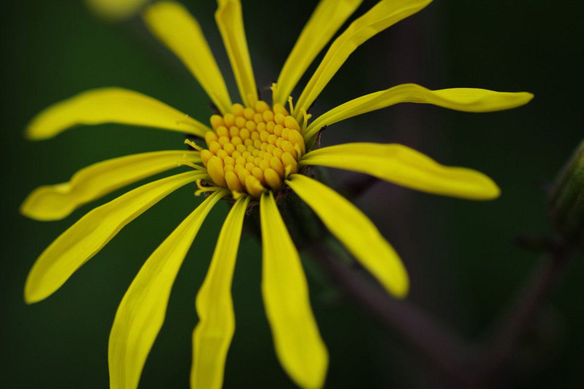 shigeak_ineo's tweet photo. #ペンタックス #k-s2 #単焦点 #100mn #マクロ #この花の名は? #花
#写真好きな人と繋がりたい
#ファインダー越しの私の世界 https://t.co/DXIR4m7nwa