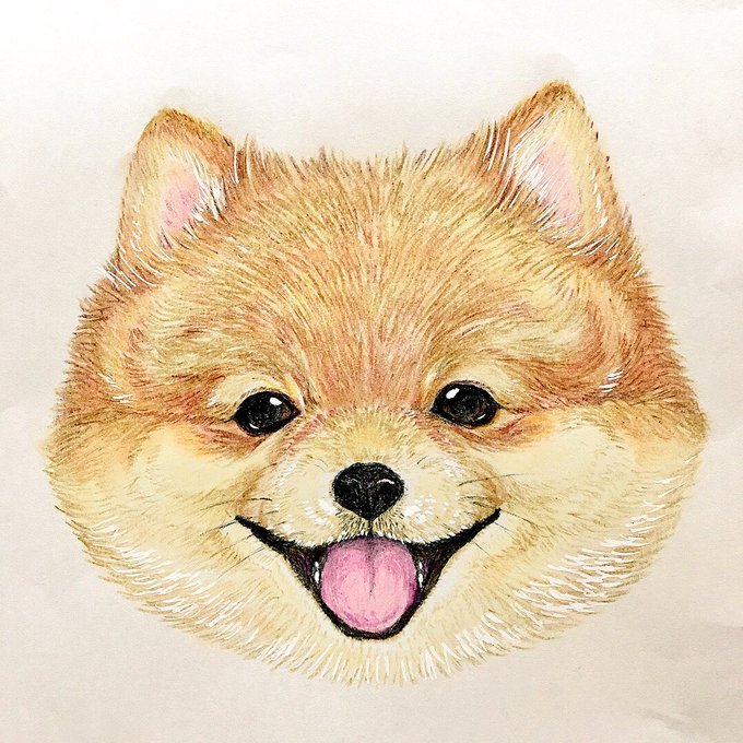 オリジナル 手描き イラスト ポストカード ポメラニアン 手描きイラスト 柴カット 水彩画 犬 複製 最新デザインの イラスト