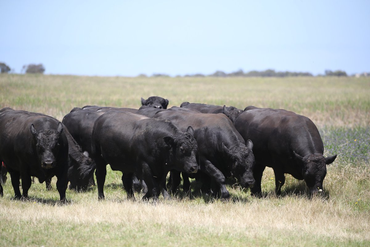 LCSBlacks's tweet photo. Some of the sale team on the move. #BlackSimmental #MaternalPower https://t.co/h24mdKyxeM