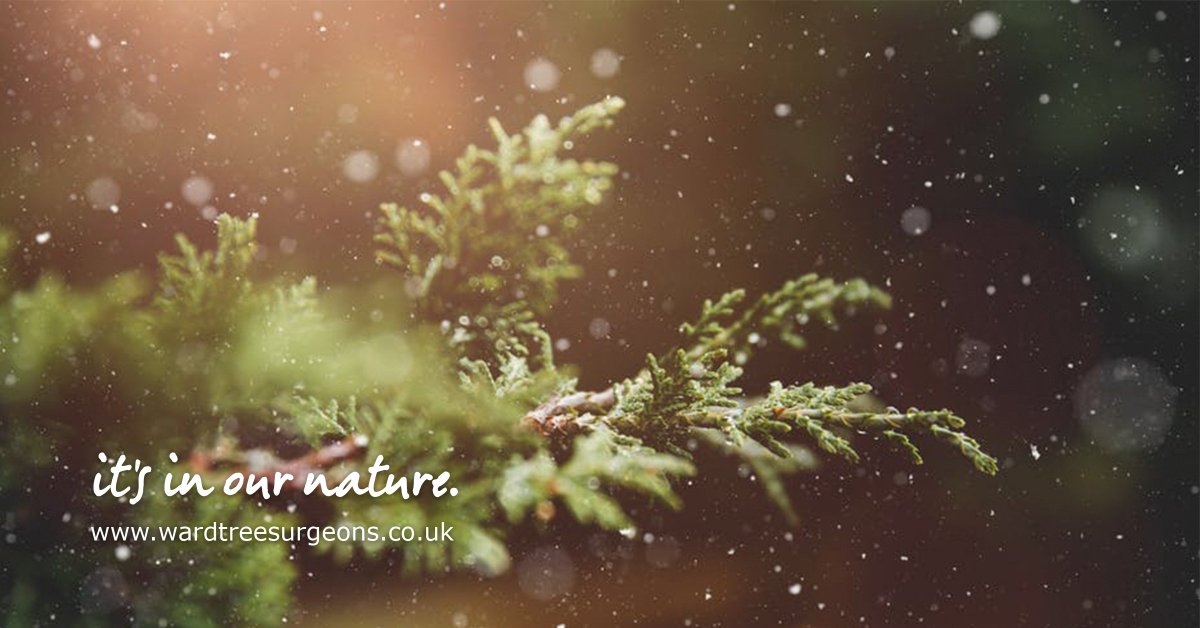 WardTreeSurgeon's tweet image. Make sure your garden and outside space is looking in top condition for when the family arrive next week.

Give us a call today on 01934 822 722 to arrange an appraisal and quote.

#TreeSurgeon #WestonSuperMare #Bristol #Somerset