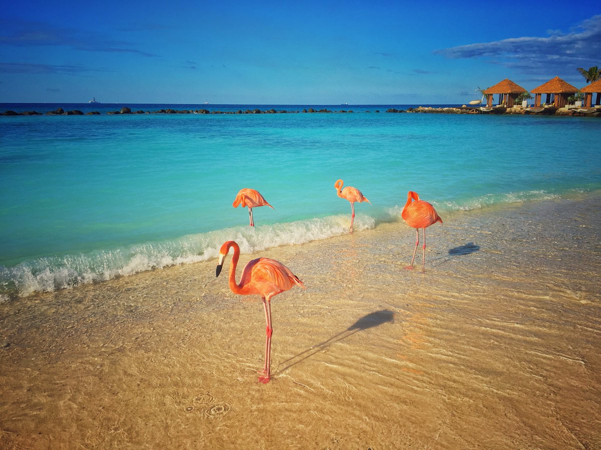 onenightinAMS's tweet photo. Good morning ARUBA! See you all tonight at Emotions Nightclub for the first ever @onenightinAMS on Aruba! https://t.co/jTGPUhwlFh