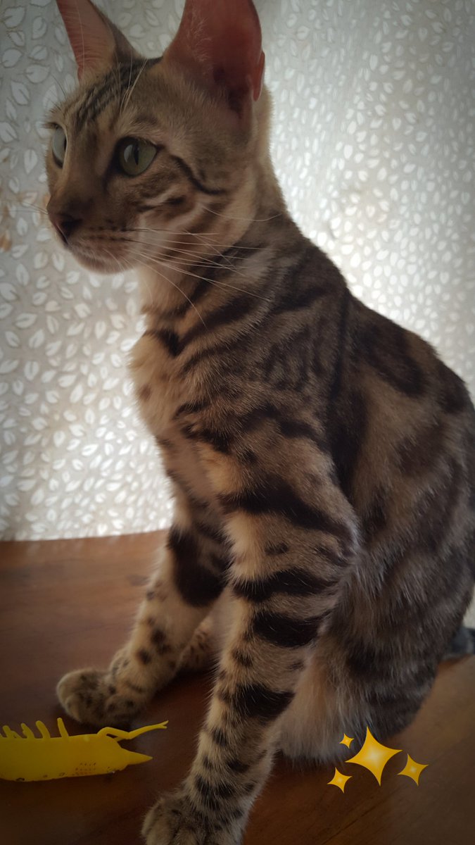 EvaKalysta's tweet photo. My sexy baby.. Bella .. 💕💕 #bengalcat #donutrosetted https://t.co/BptoPaFSsx