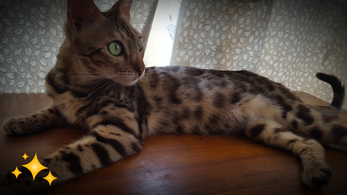 EvaKalysta's tweet photo. My sexy baby.. Bella .. 💕💕 #bengalcat #donutrosetted https://t.co/BptoPaFSsx