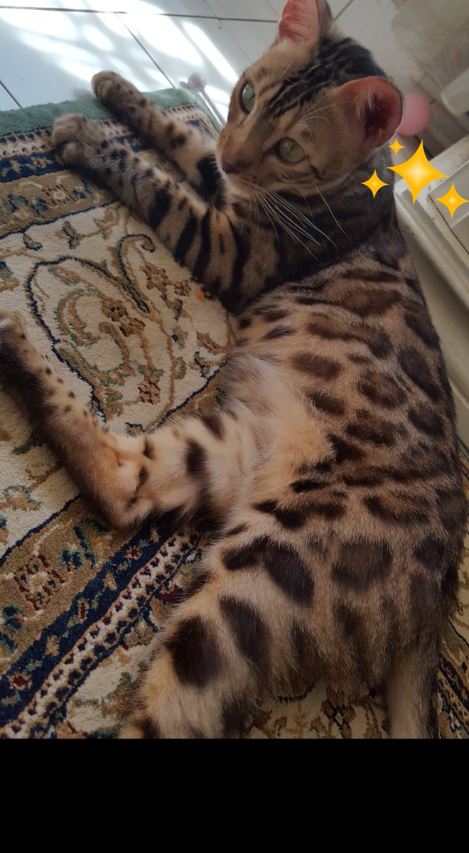EvaKalysta's tweet photo. My sexy baby.. Bella .. 💕💕 #bengalcat #donutrosetted https://t.co/BptoPaFSsx