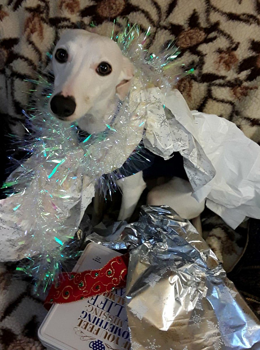 Wattonlib's tweet image. #rumminwhippet is having terrible trouble wrapping his presents this year. The sellotape keeps sticking to his fur and the tinsel is making him sneeze.