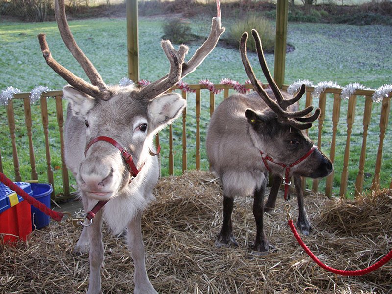 whatsonsthelens's tweet photo. Father Christmas and his reindeer will be in Church Square #StHelens tomorrow (Sunday 17 December) between 12 noon - 4pm to hear any last minute Christmas wishes!

Elvis the Elf will also be telling stories from within a giant snow globe in Church Square plus Funfair! https://t.co/cWt34TYomu