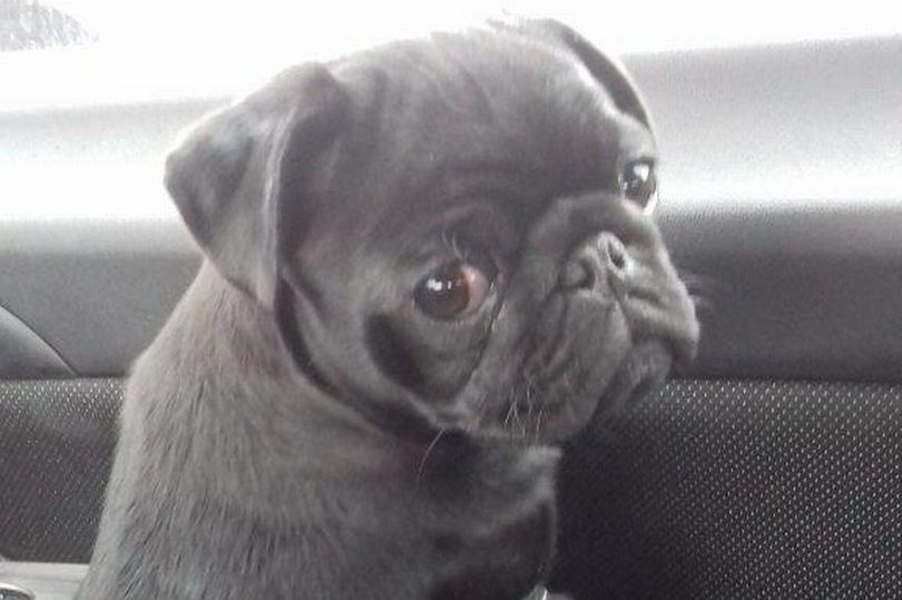 HJLeaPet tweet picture