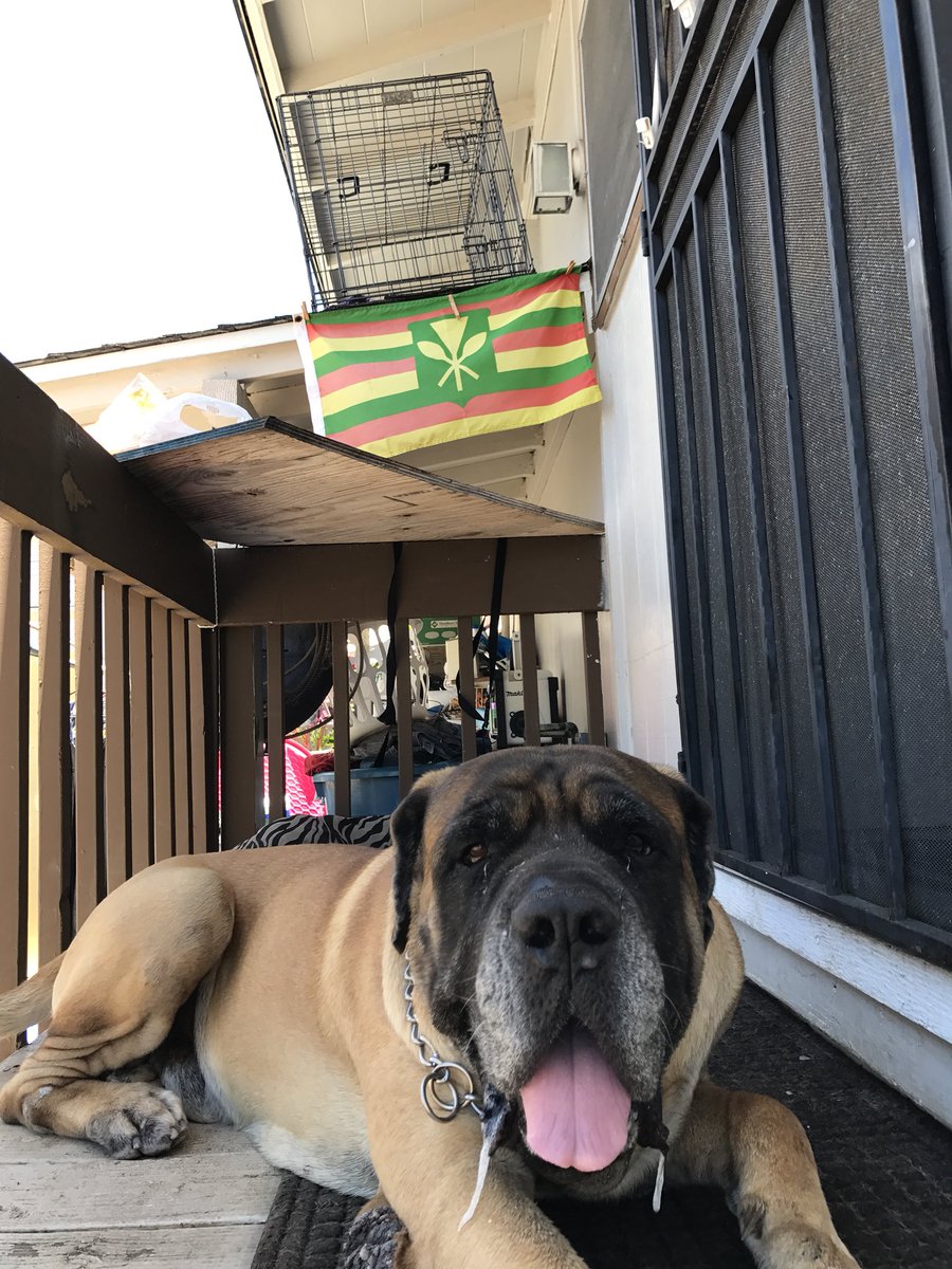 HELP ME FIND MY DOGGO. Last seen in the Kalihi area. He’s an English mastiff and his name is Kingston