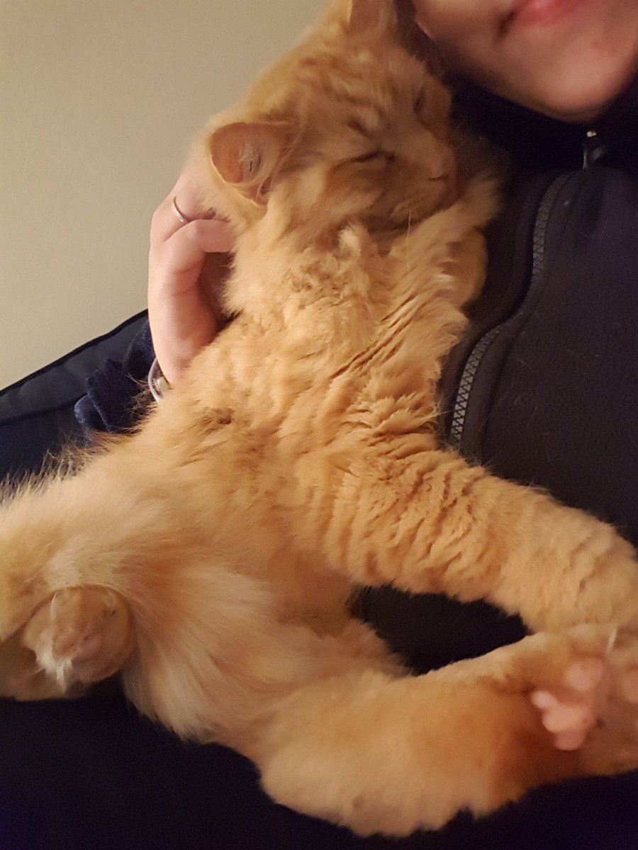 Budgy5's tweet photo. #Caturday cuddles😍😍😍😍😍 https://t.co/jCCr7aDdYO