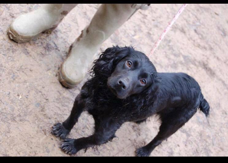 Stolen&Missing Pets tweet media