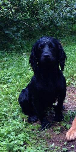 Stolen&Missing Pets tweet media