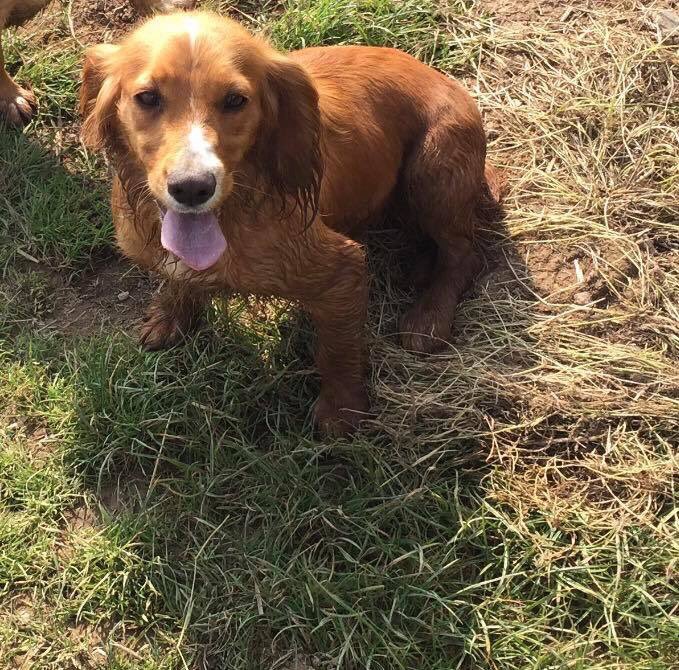 Stolen&Missing Pets (@sampauk_) on Twitter photo THREE #DOGS STOLEN FROM NORTH MOLTON North #Devon 15.12.17
Make these dogs to hot to handle!! All full cockers spaniels one of the black ones has a bit of white on her chest, all are microchipped and have been spade! Reward if return asap 📞 <a href="/DC_Police/">Devon & Cornwall Police</a> on 101 #northmolton THREE #DOGS STOLEN FROM NORTH MOLTON North #Devon 15.12.17
Make these dogs to hot to handle!! All full cockers spaniels one of the black ones has a bit of white on her chest, all are microchipped and have been spade! Reward if return asap 📞 <a href="/DC_Police/">Devon & Cornwall Police</a> on 101 #northmolton