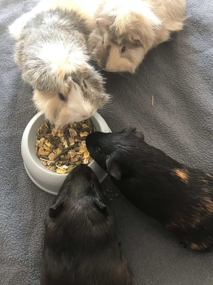 YummyBakes's tweet photo. @BurhillP Rosie and Izzy are welcoming Pickle and Peanut to the house for the weekend. https://t.co/DKaRUd72B2