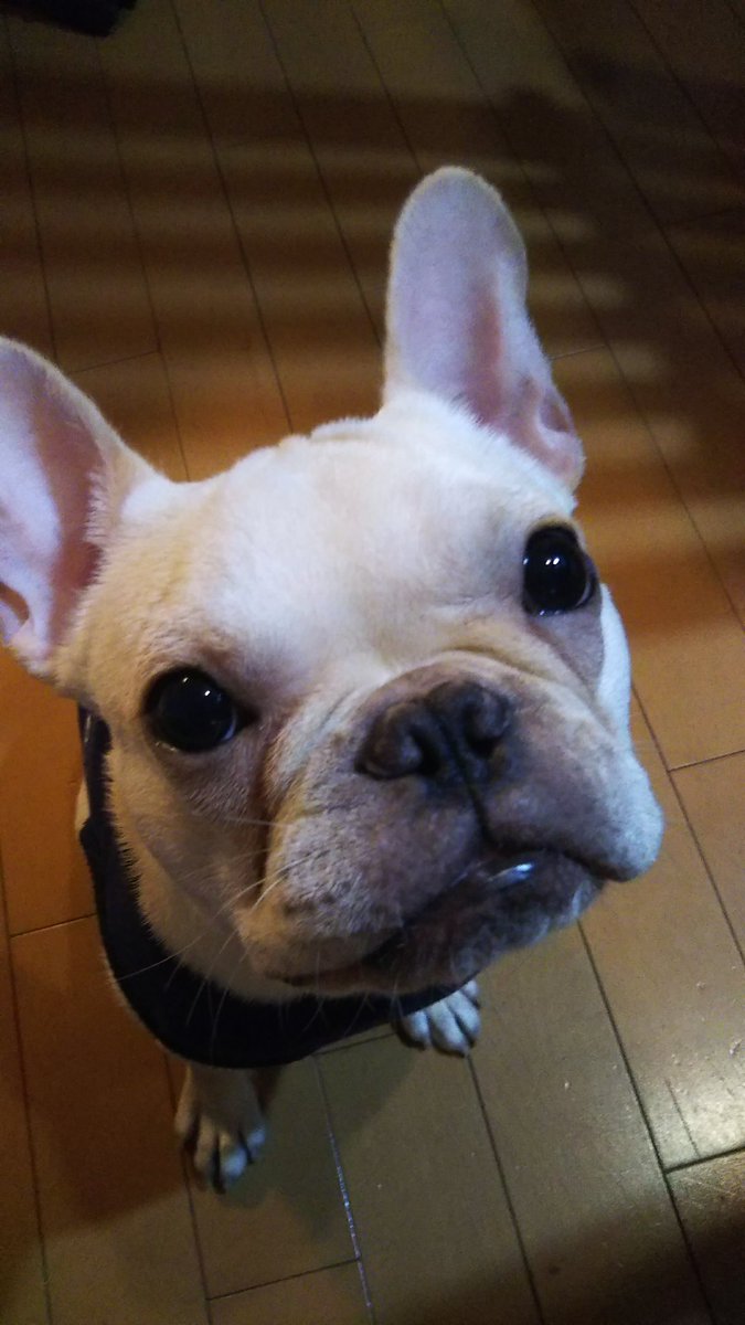 Leon Leon れおん 男の子 1さい フレンチブルドッグ フレブル ブサかわ 犬好きさんと繋がりたい 犬好きさんと仲良くなりたい