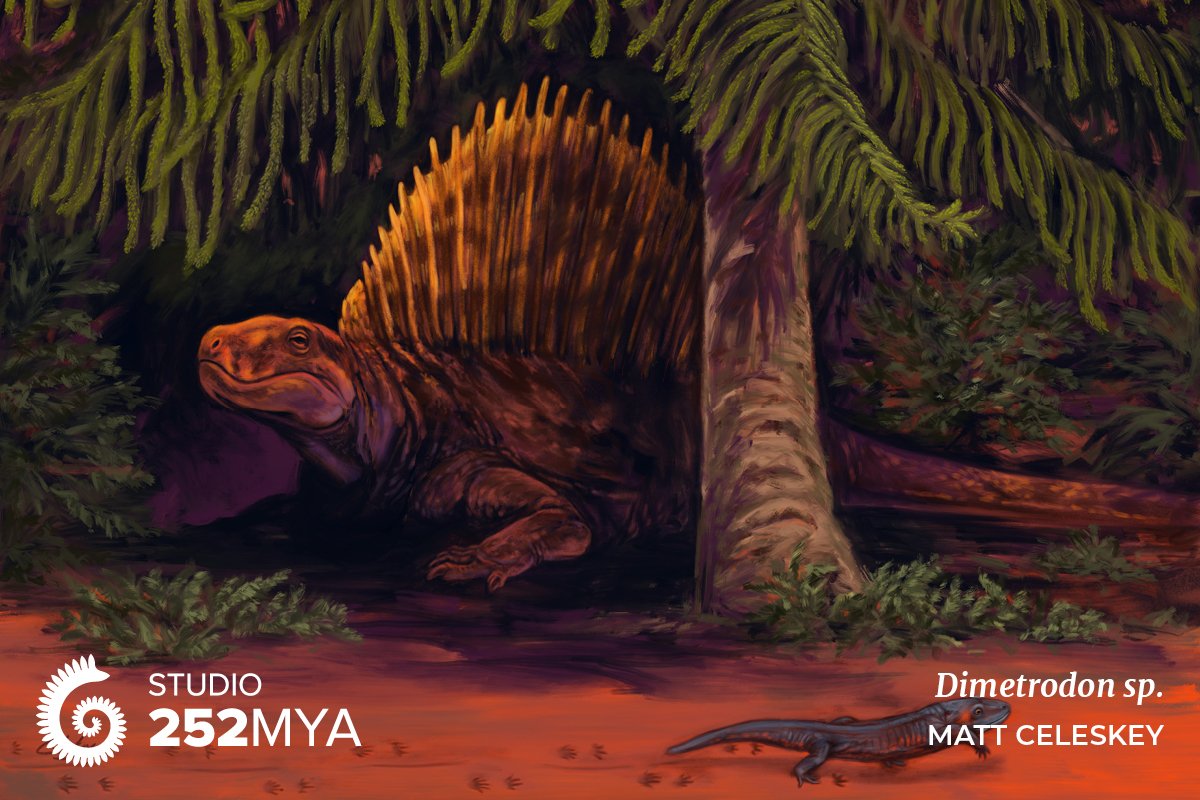 Dimetrodon sp. // @clepsydrops

This sailed reptile-like animal is not a dinosaur, and not even a reptile. In fact, it’s a distant cousin of mammals and lived over 40 million years before the first dinosaurs appeared.

252mya.com/matt-celeskey?…