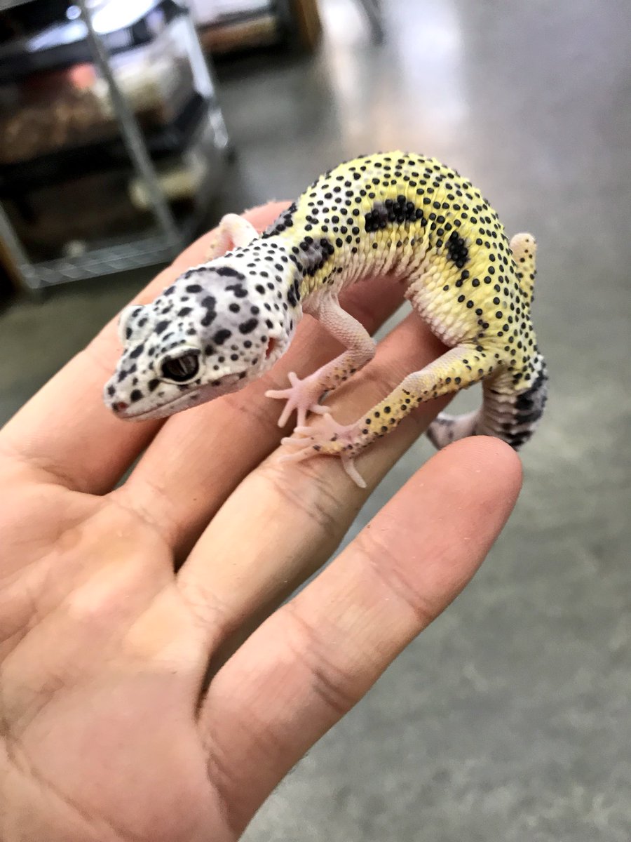 ペポニ初入荷‼️‼️ とうとうやって来ました 話題の最新モルフ