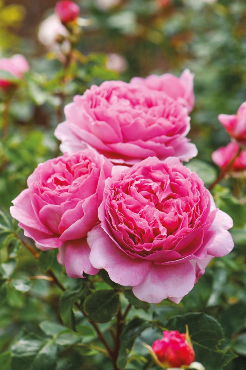 DAustinRoses's tweet photo. All of these roses share a lovely, fresh Tea fragrance. The scent was so-named because it closely resembles that of a freshly opened packet of China tea. Pictured here: ‘Golden Celebration’, ‘Princess Anne’, ‘Princess Alexandra of Kent’ and ‘Queen of Sweden’. https://t.co/dafsOoQZMX