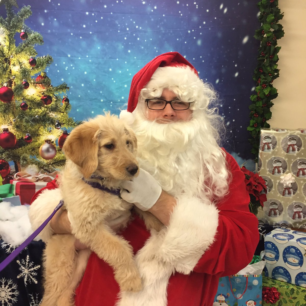 1171Petsmart's tweet photo. Santa and Ms. Willow! @PetSmartAE #SantaPaws #petsmartevents https://t.co/vUkshH7Ivb